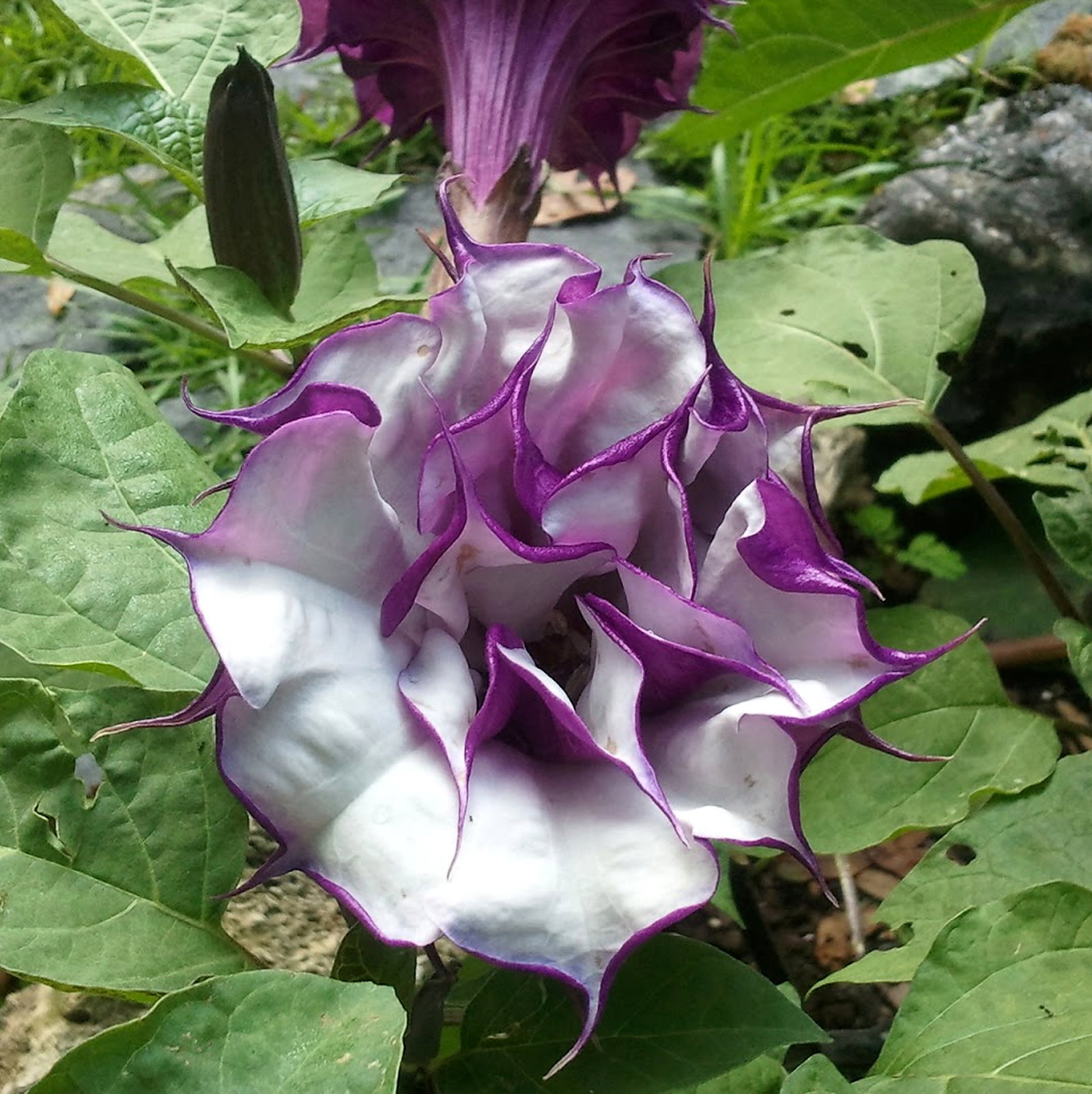 Datura Metel 'Aquamarine'