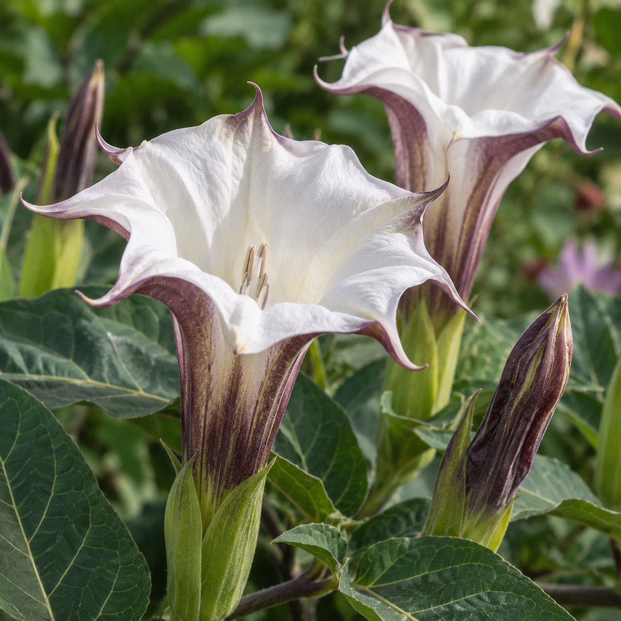 Datura Parajuli
