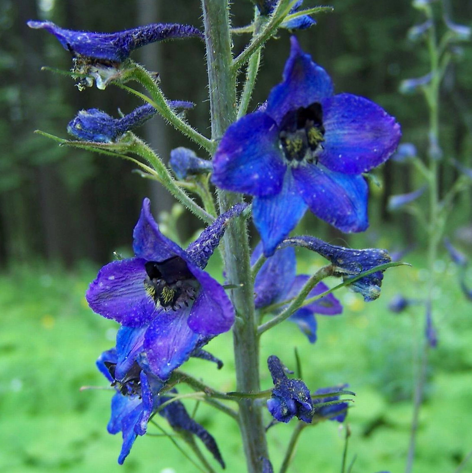 Delphinium Elatum
