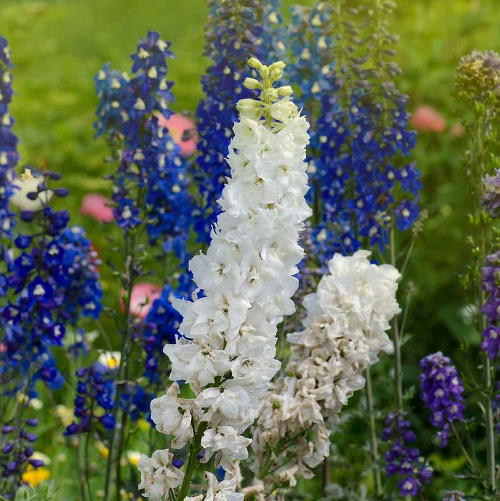 Delphinium Mixed Species And Cultivars