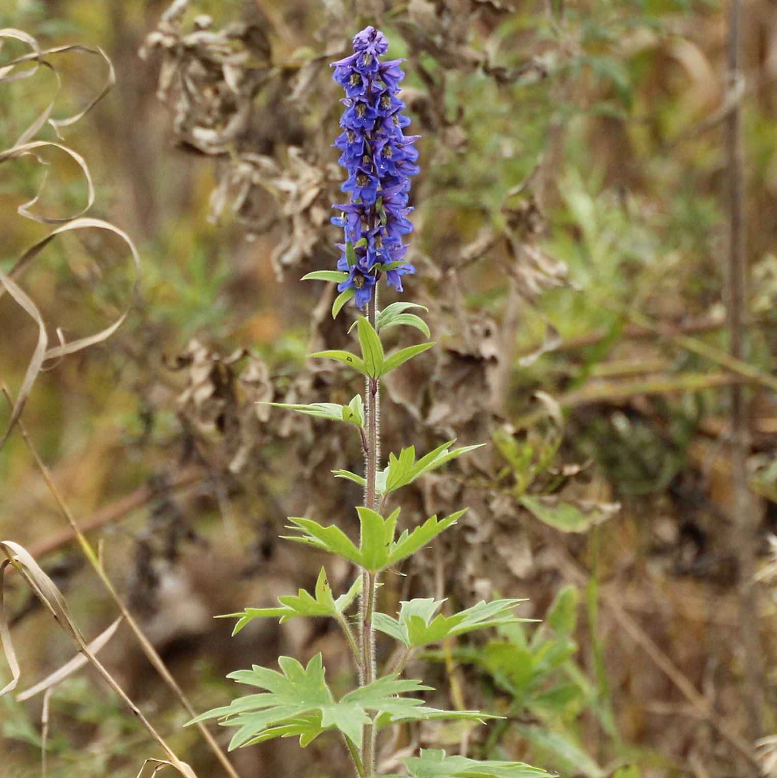 Delphinium Retropilosum
