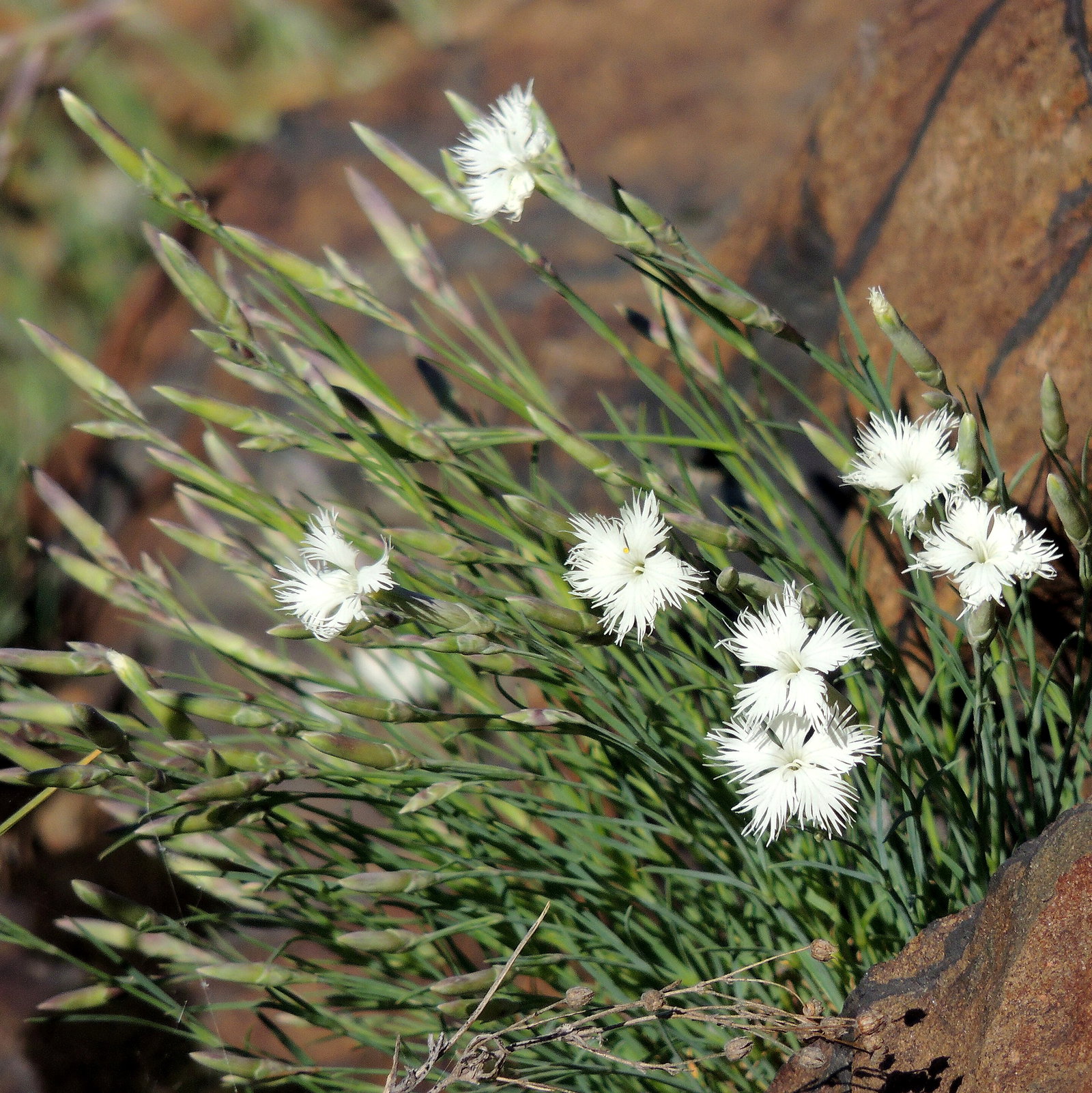 Dianthus Acicularis