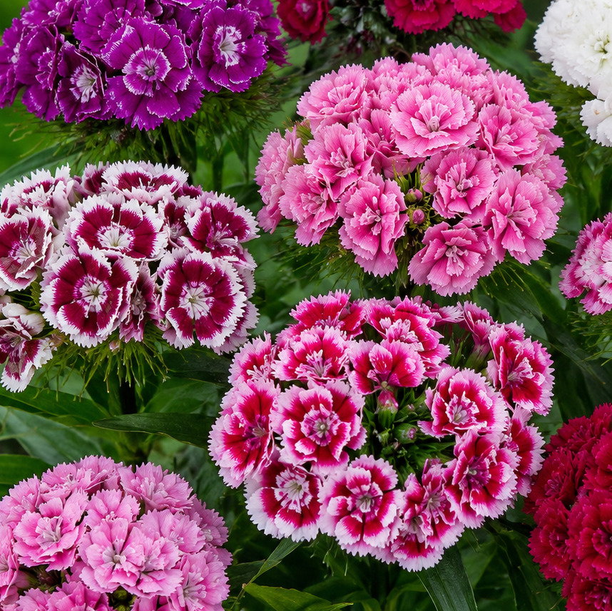 Dianthus Barbatus 'Crown Double Mix'