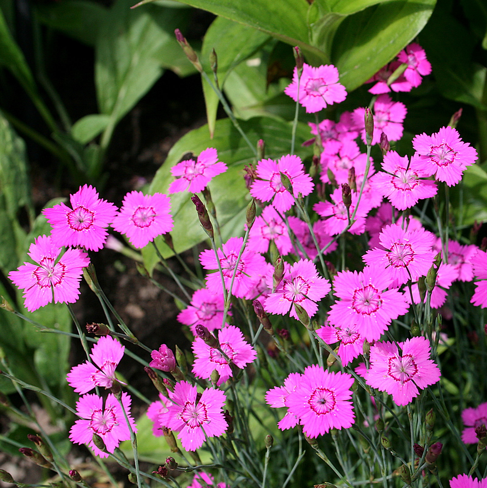 Dianthus Deltoides
