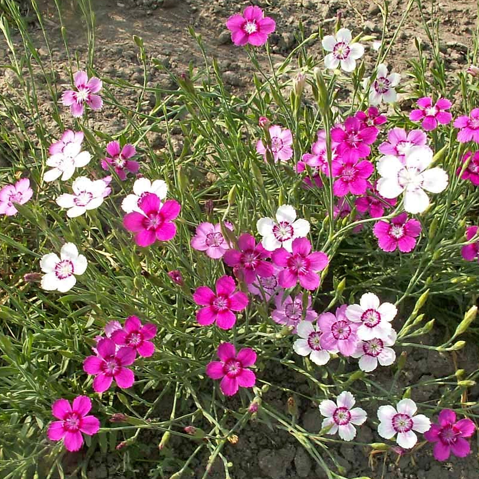 Dianthus Deltoides Mixed Cultivars