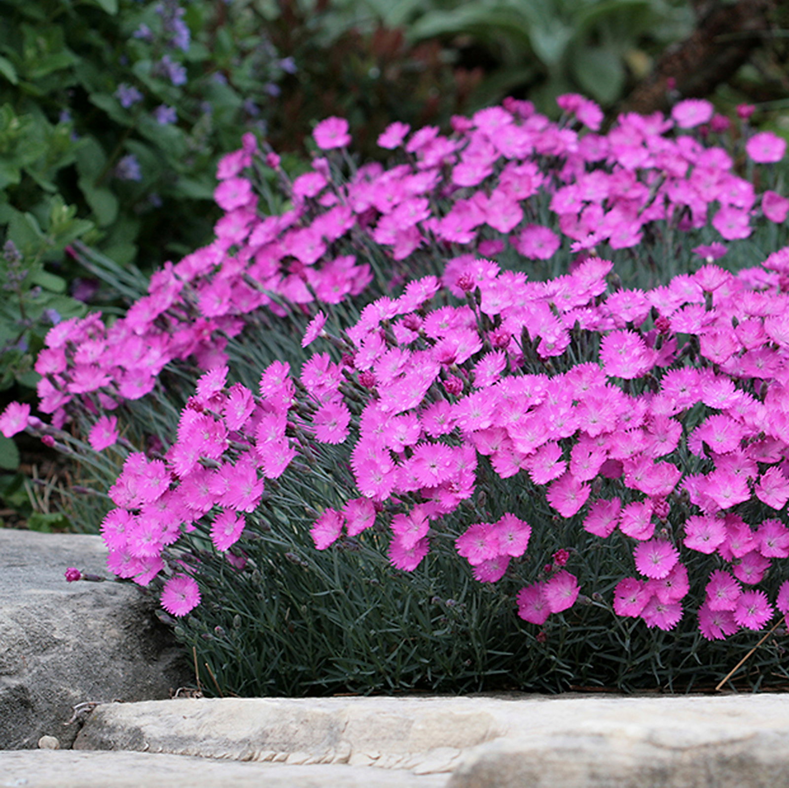 Dianthus Gratianopolitanus