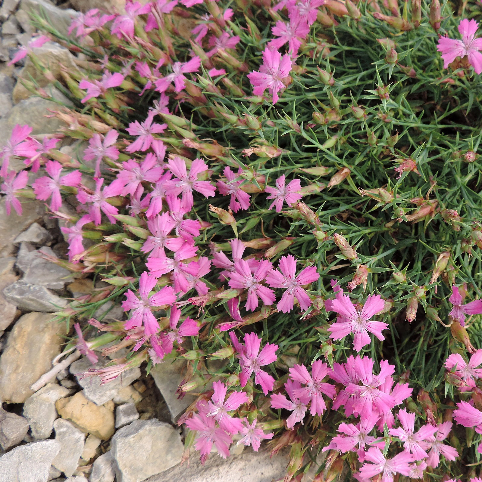 Dianthus Haematocalyx