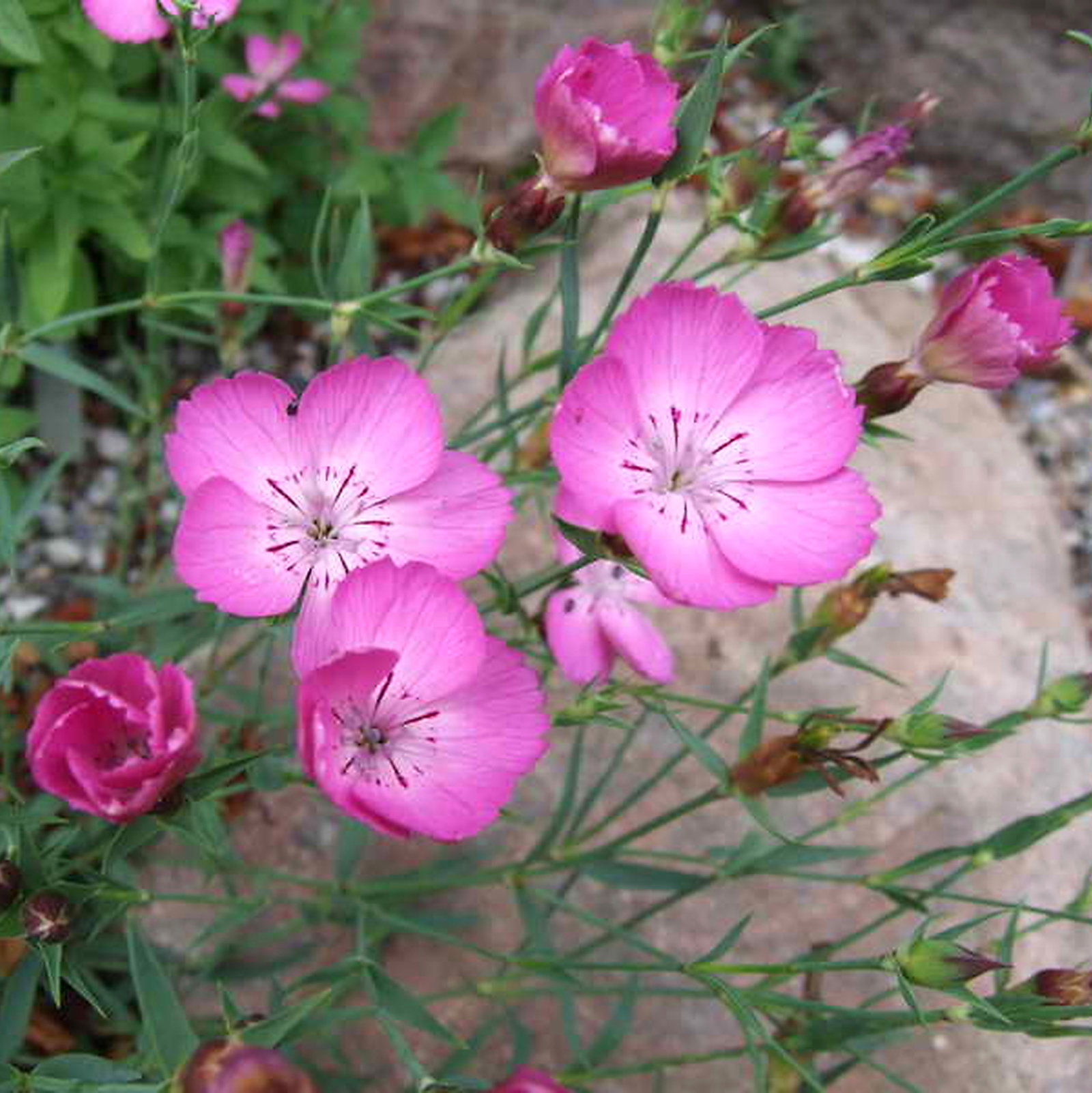 Dianthus Oschtenicus