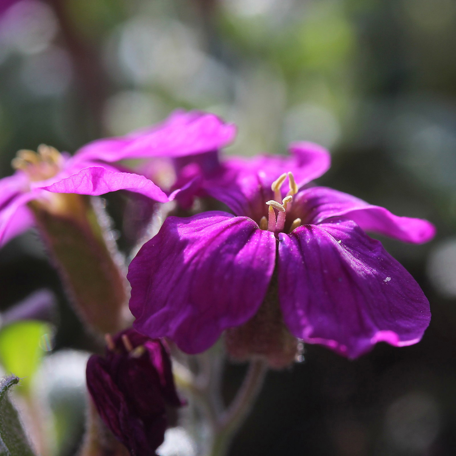 Dianthus Subacaulis
