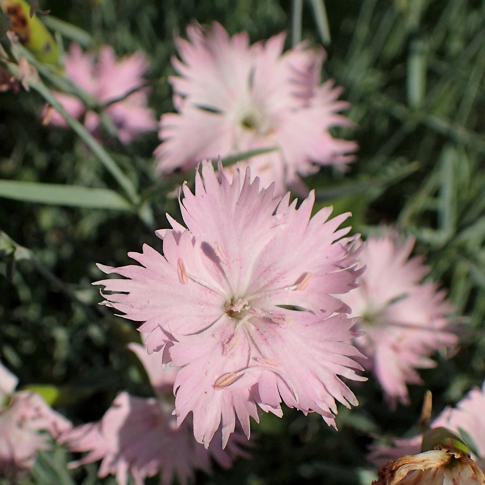 Dianthus Uralensis