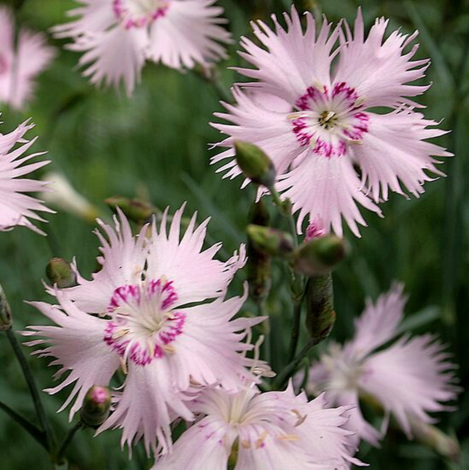 Dianthus Uralensis Mixed Hybrids
