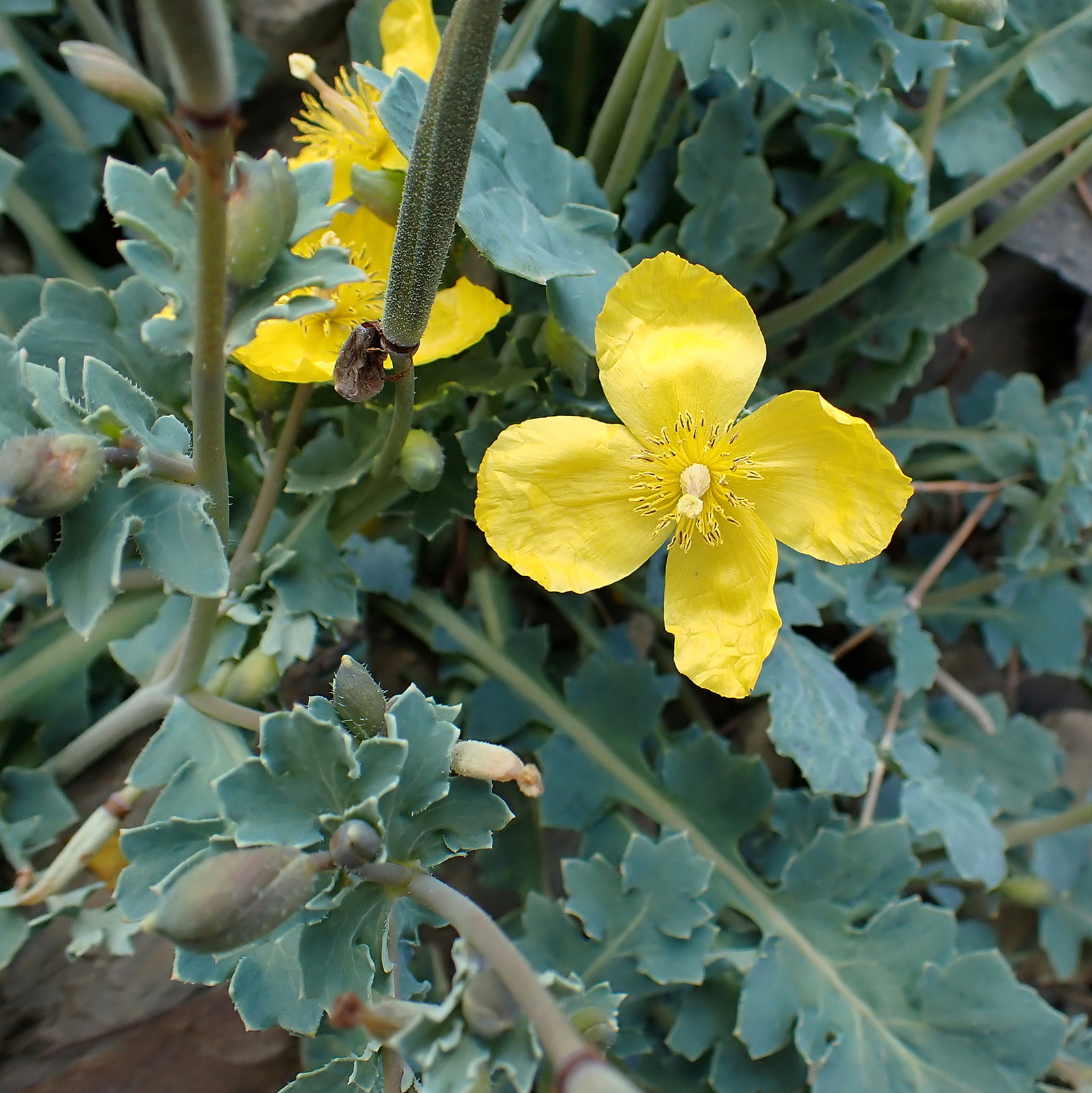 Dicranostigma Lactucoides