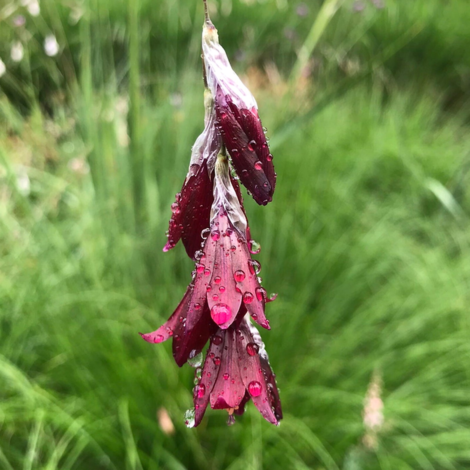 Dierama Atrum