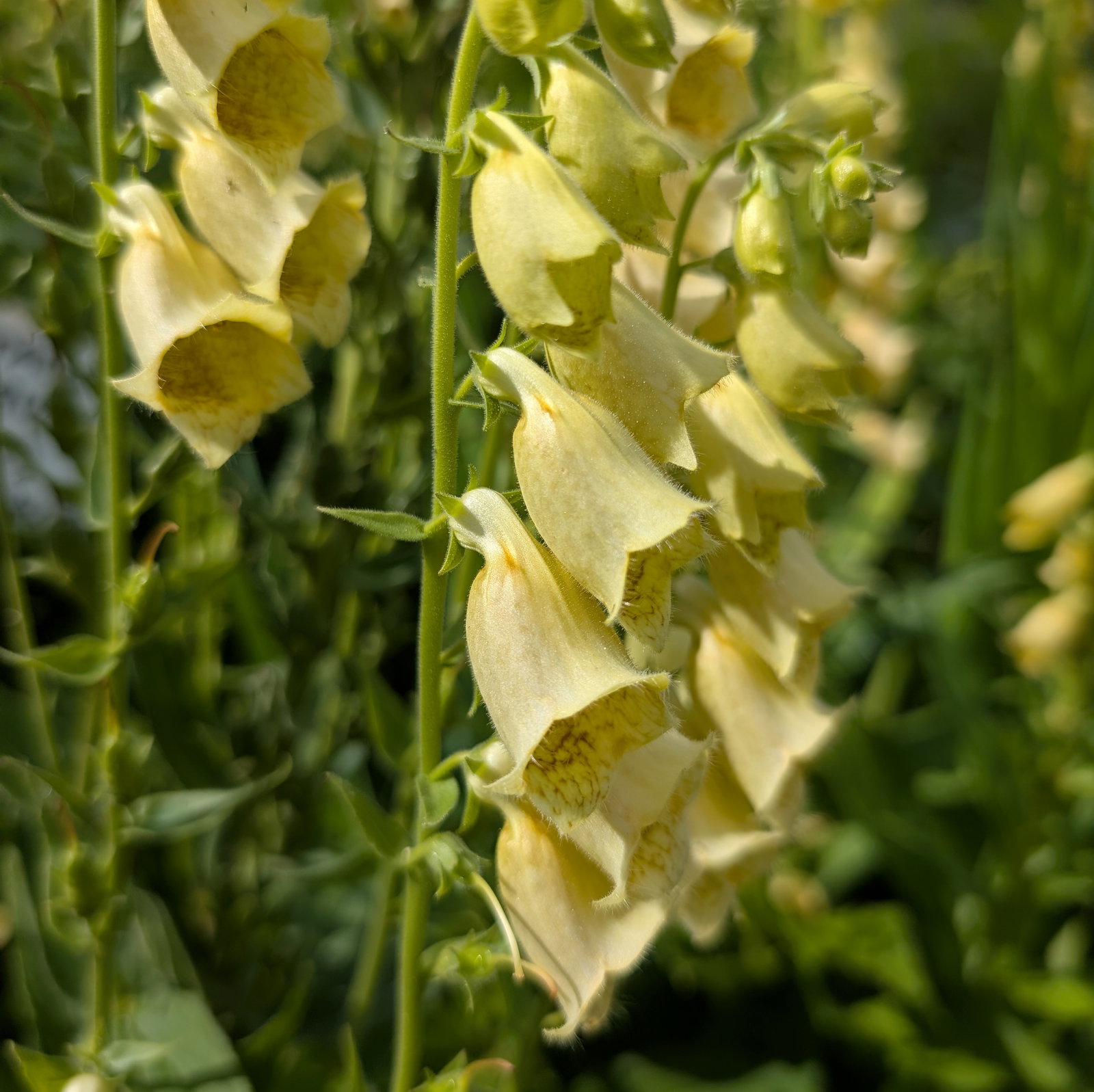 Digitalis Ambigua
