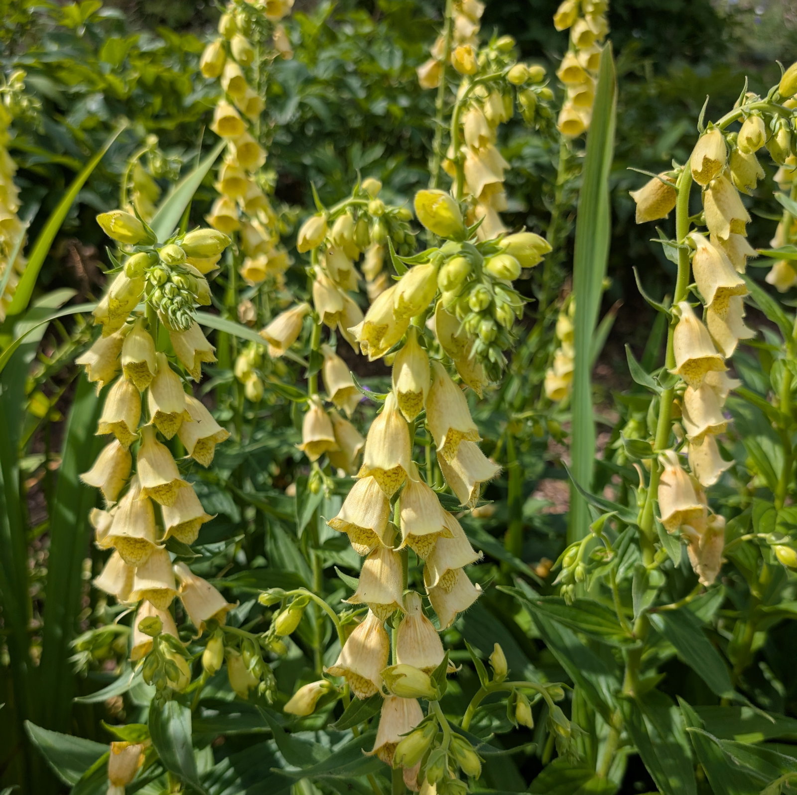 Digitalis Ambigua