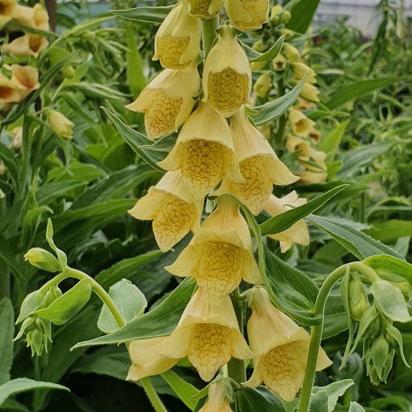 Digitalis Ambigua
