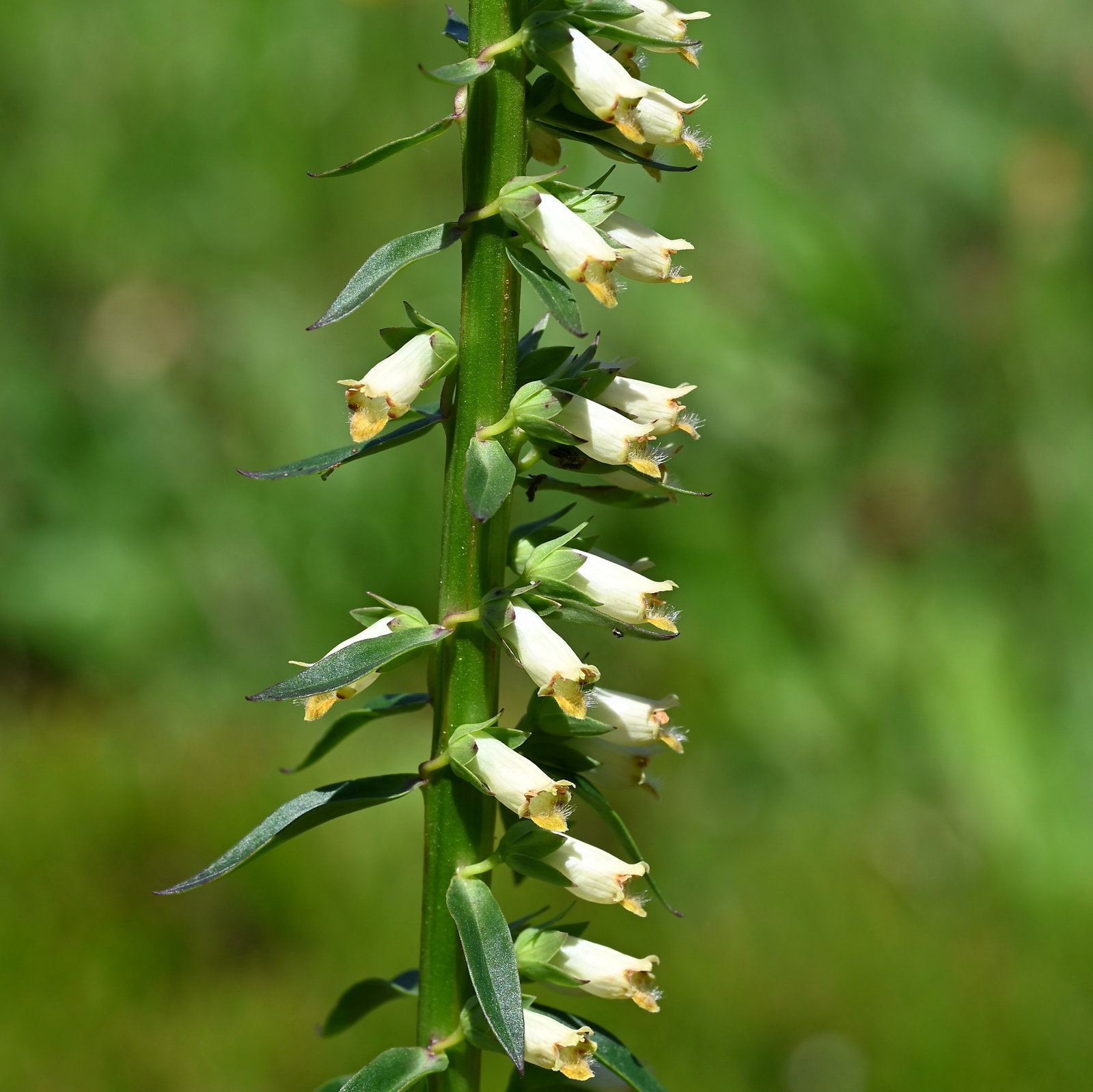 Digitalis Lutea Subsp. Australis