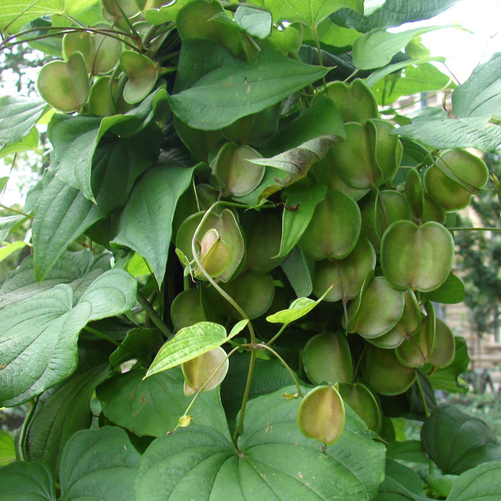 Dioscorea Caucasica
