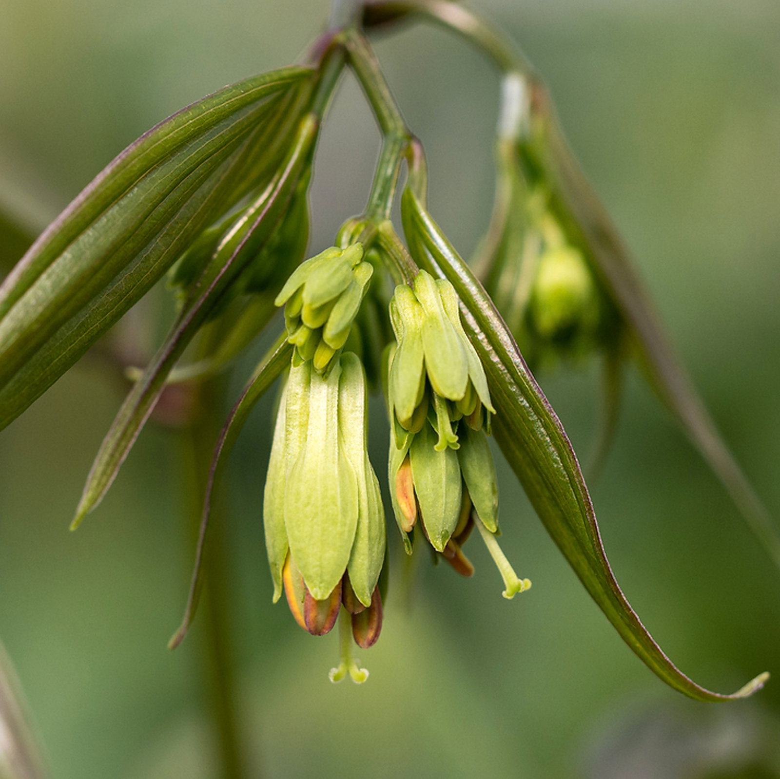 Disporum Longistylum