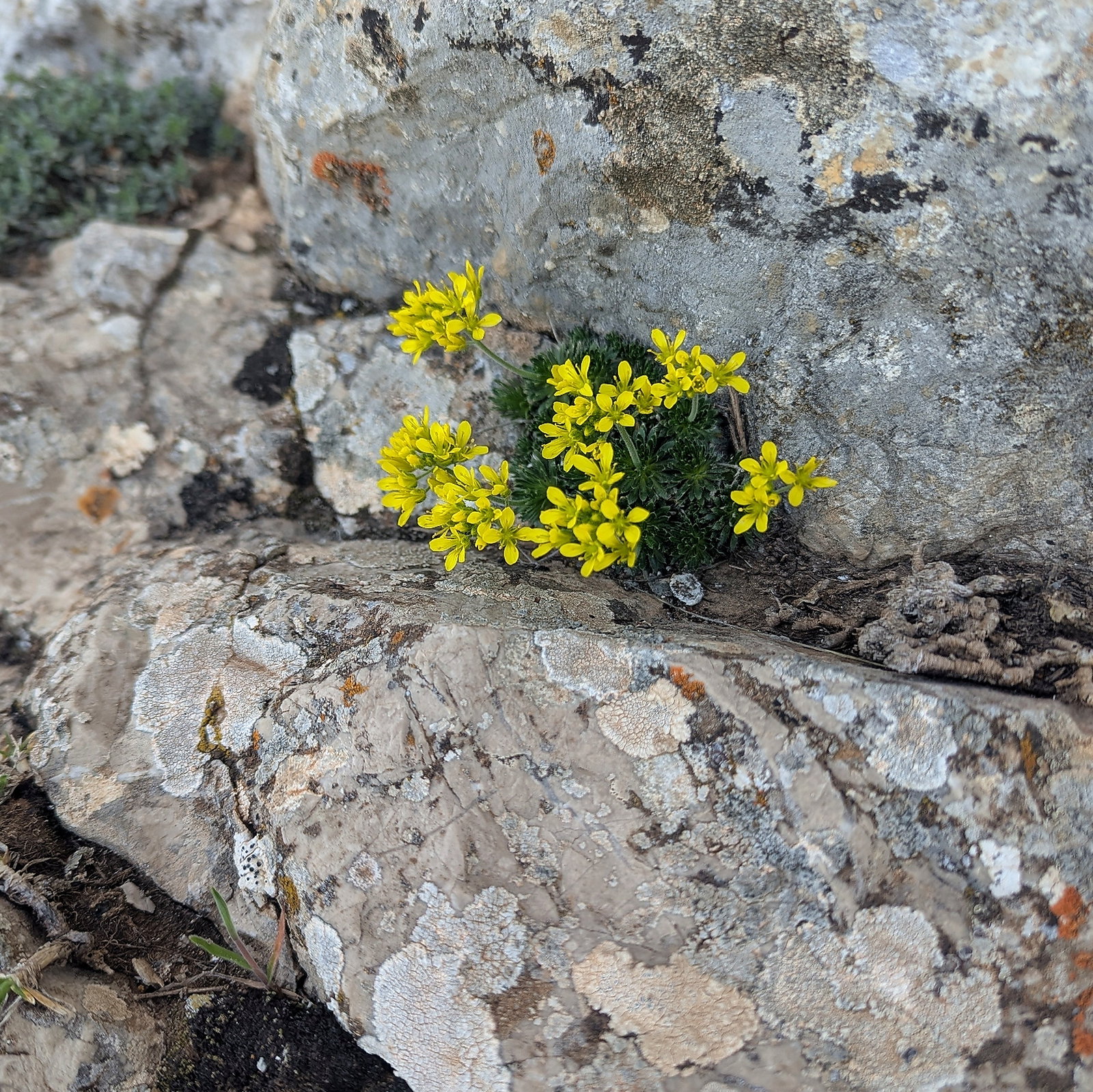 Draba Hispanica