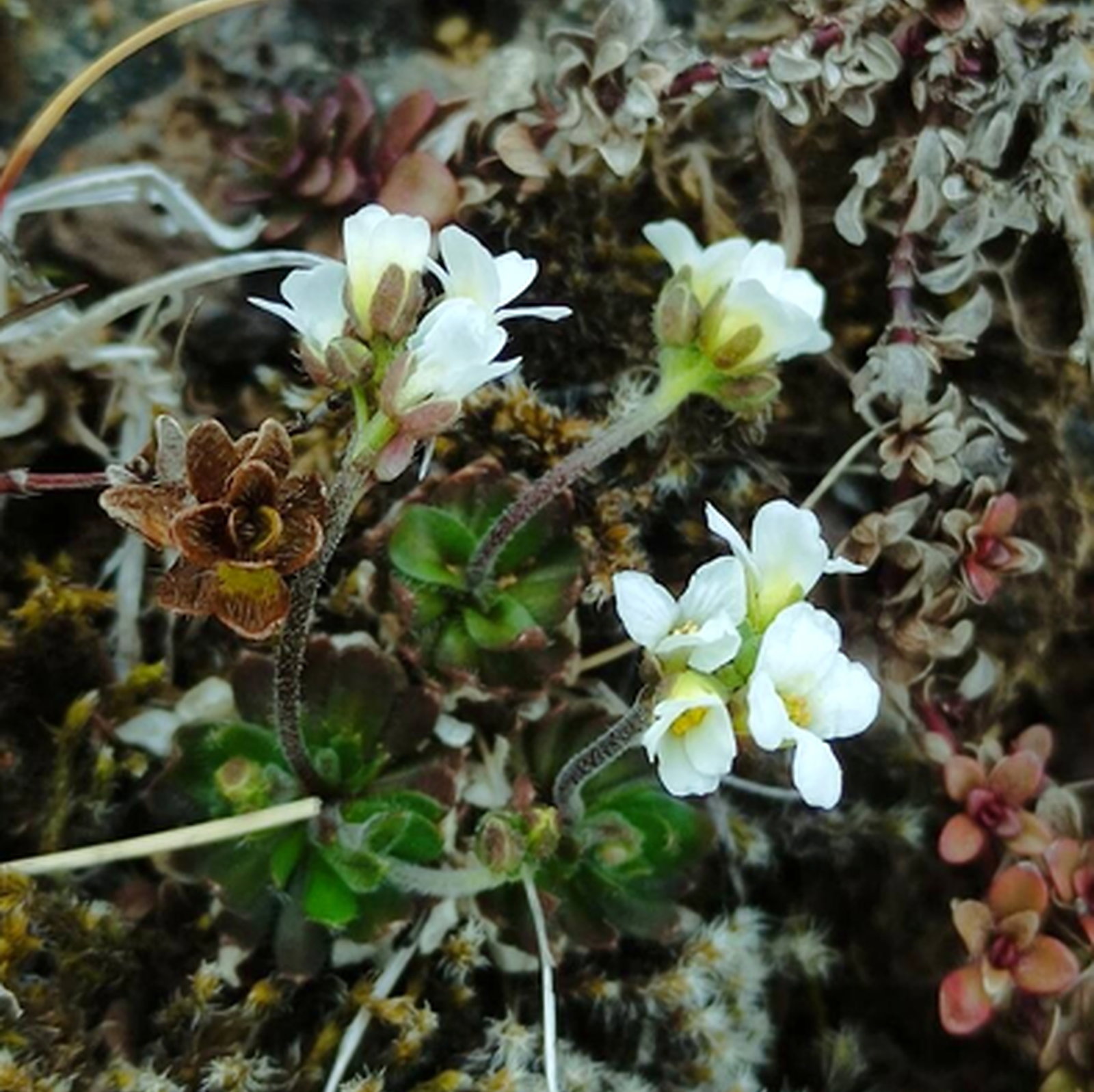 Draba Norvegica