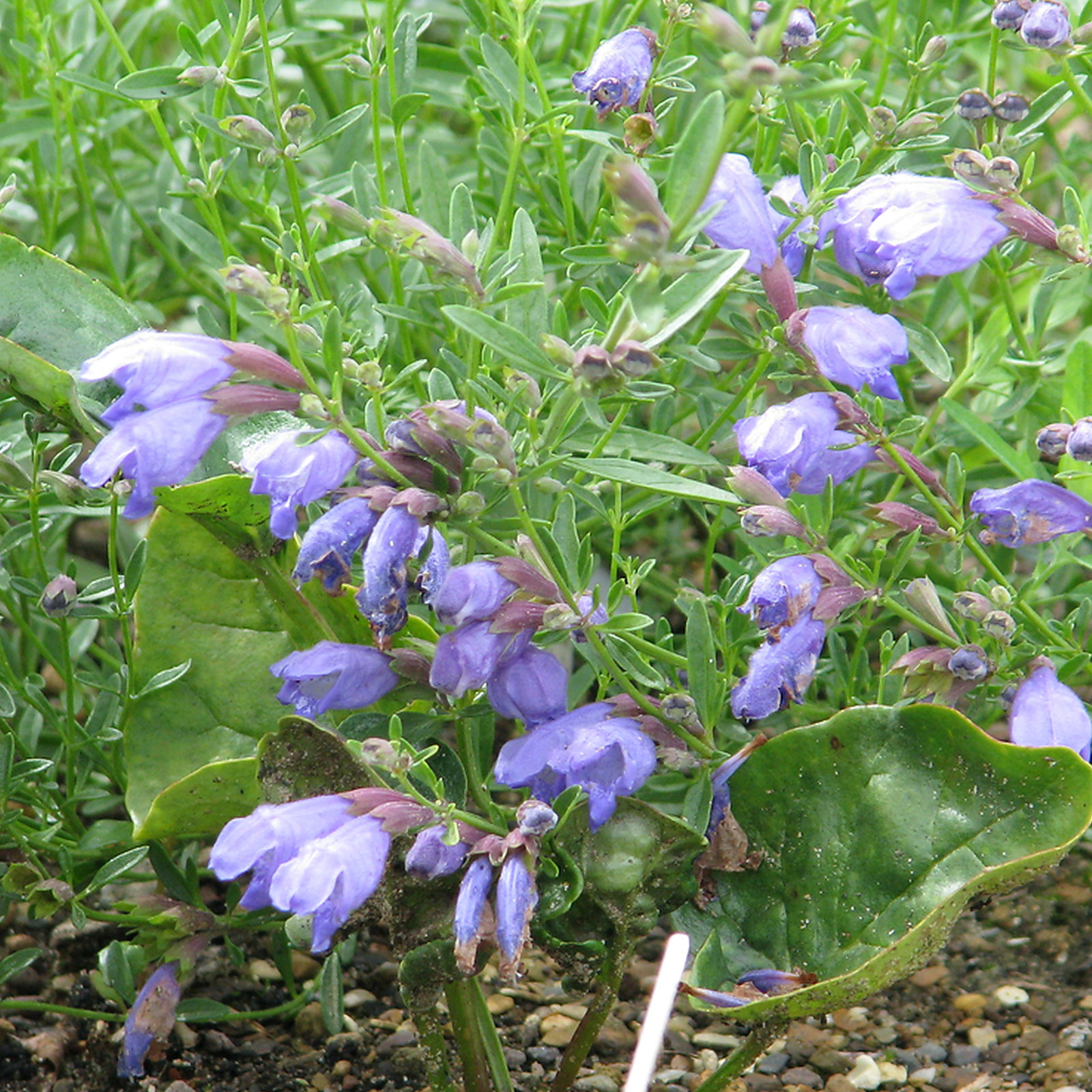 Dracocephalum Forrestii