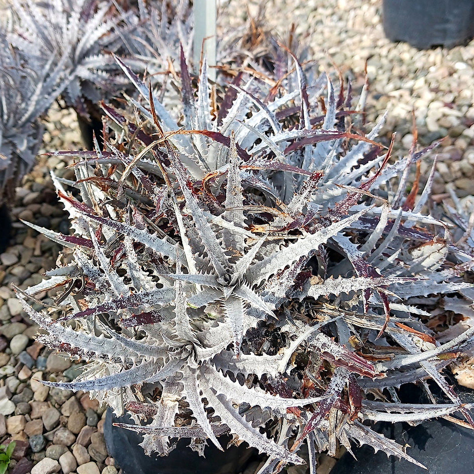 Dyckia Fosteriana 'Silver Superstar'