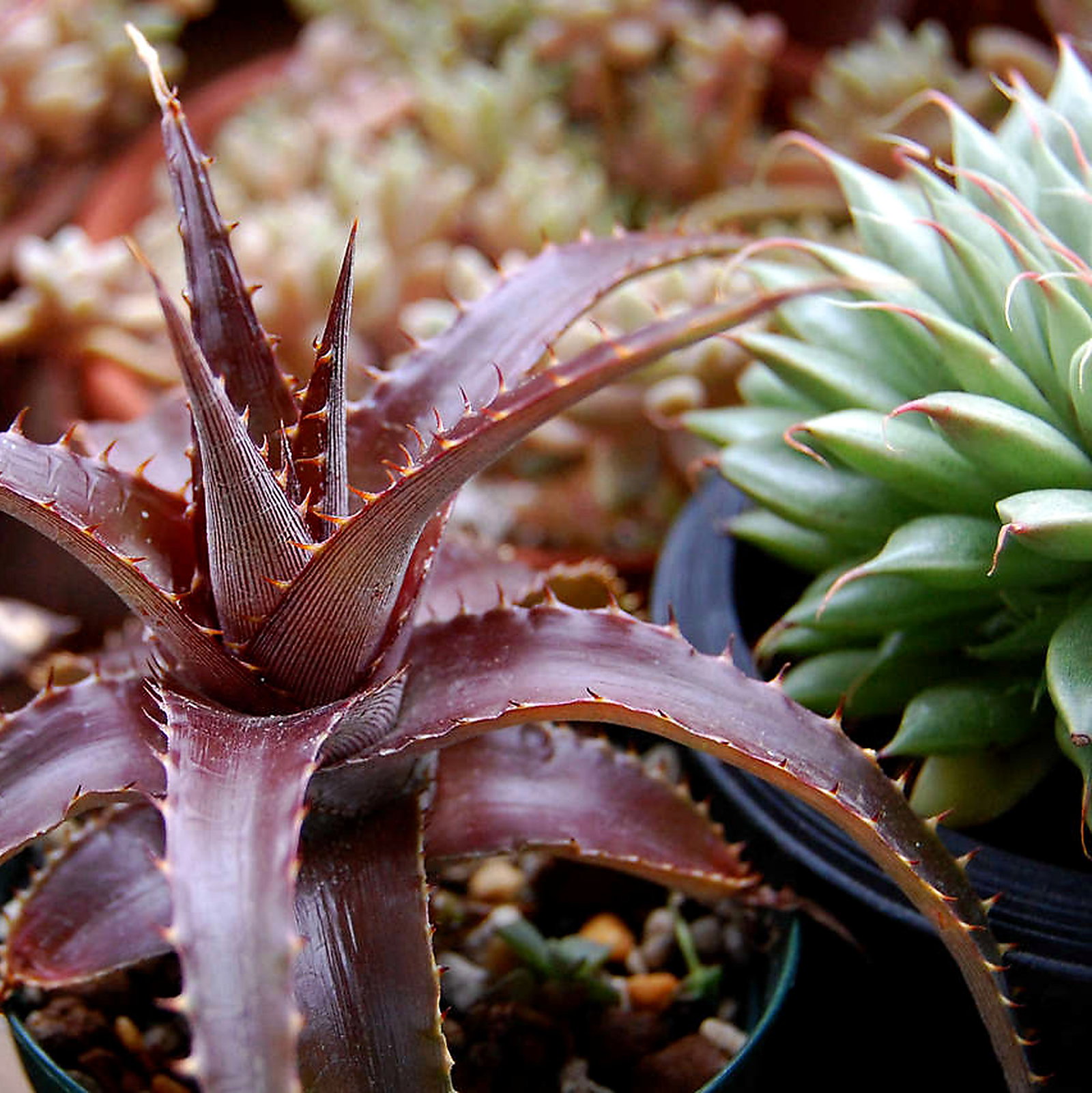 Dyckia 'Red Devil'
