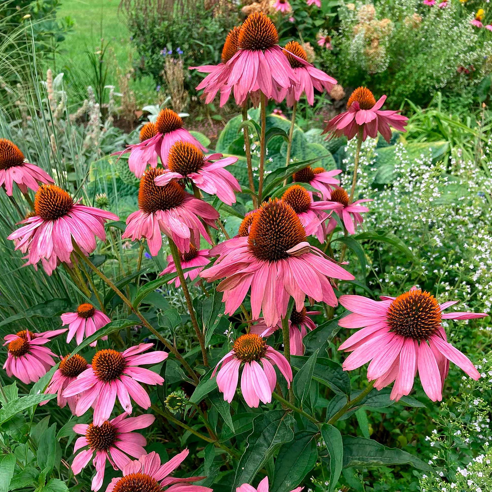 Echinacea Purpurea Magnus Superior