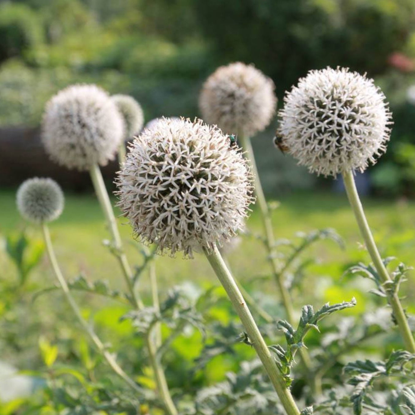 Echinops Sphaerocephalus 'Arctic Glow'