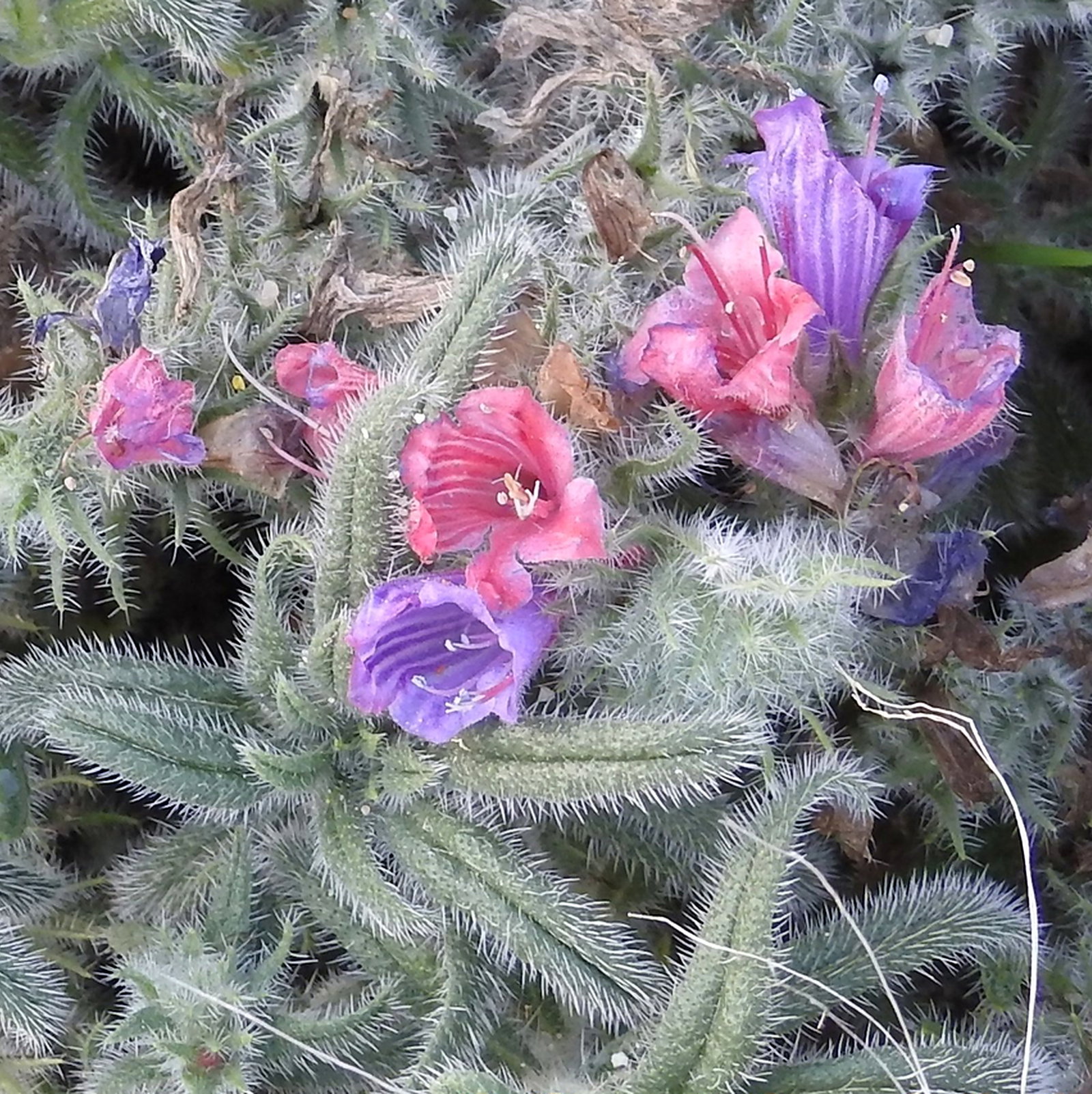 Echium Angustifolium