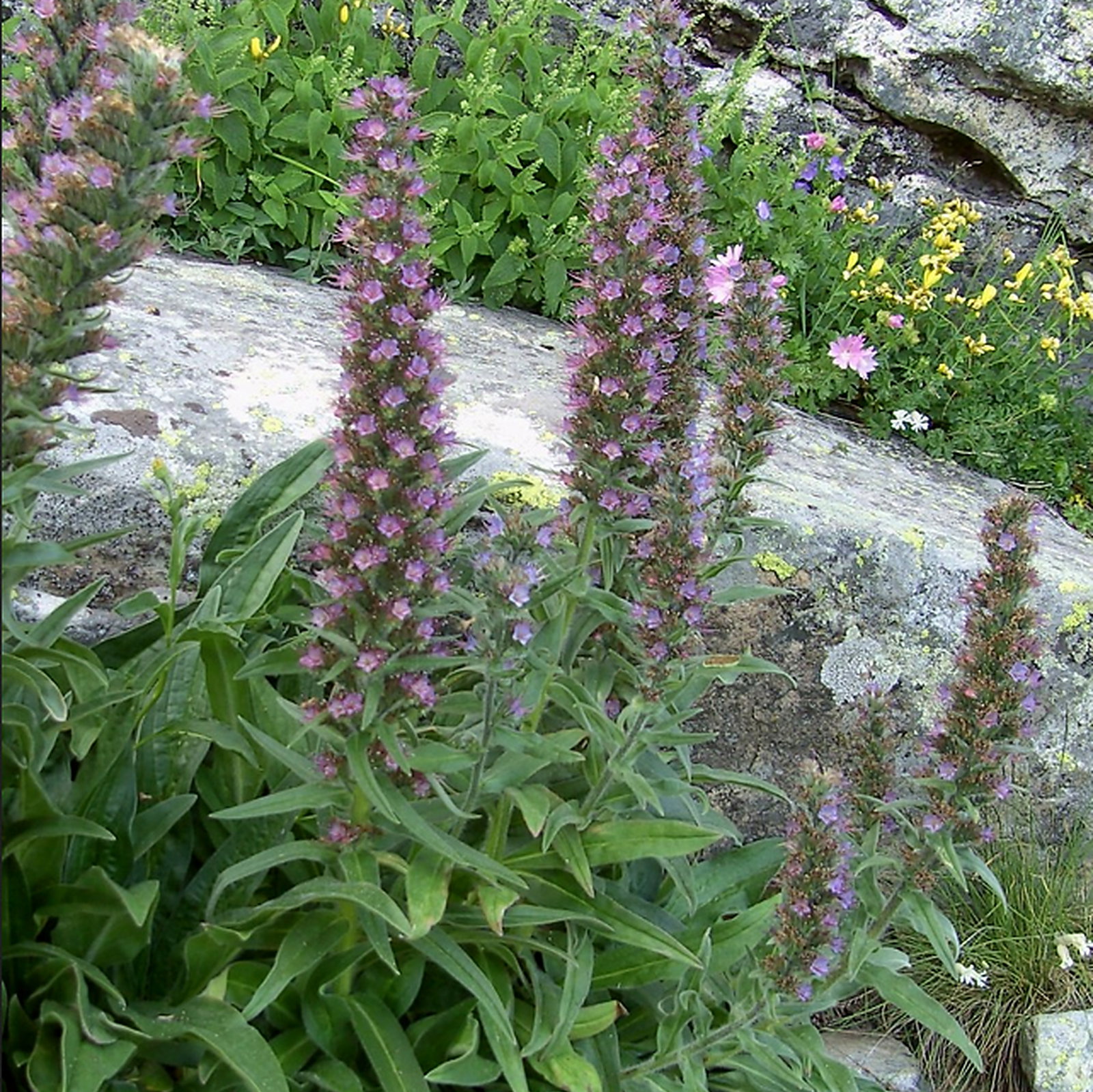 Echium Cantabricum