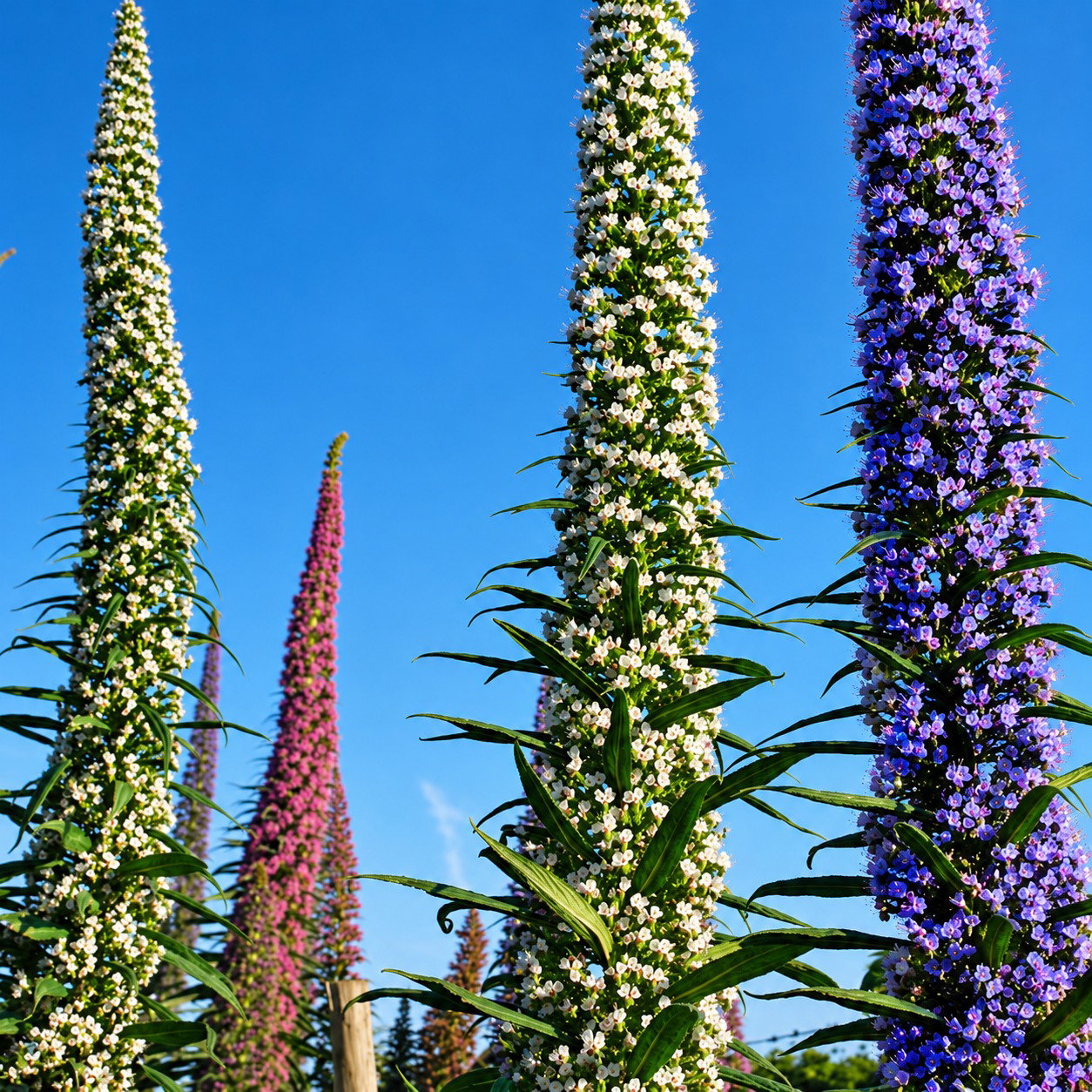 Echium Pininana 3 Colours