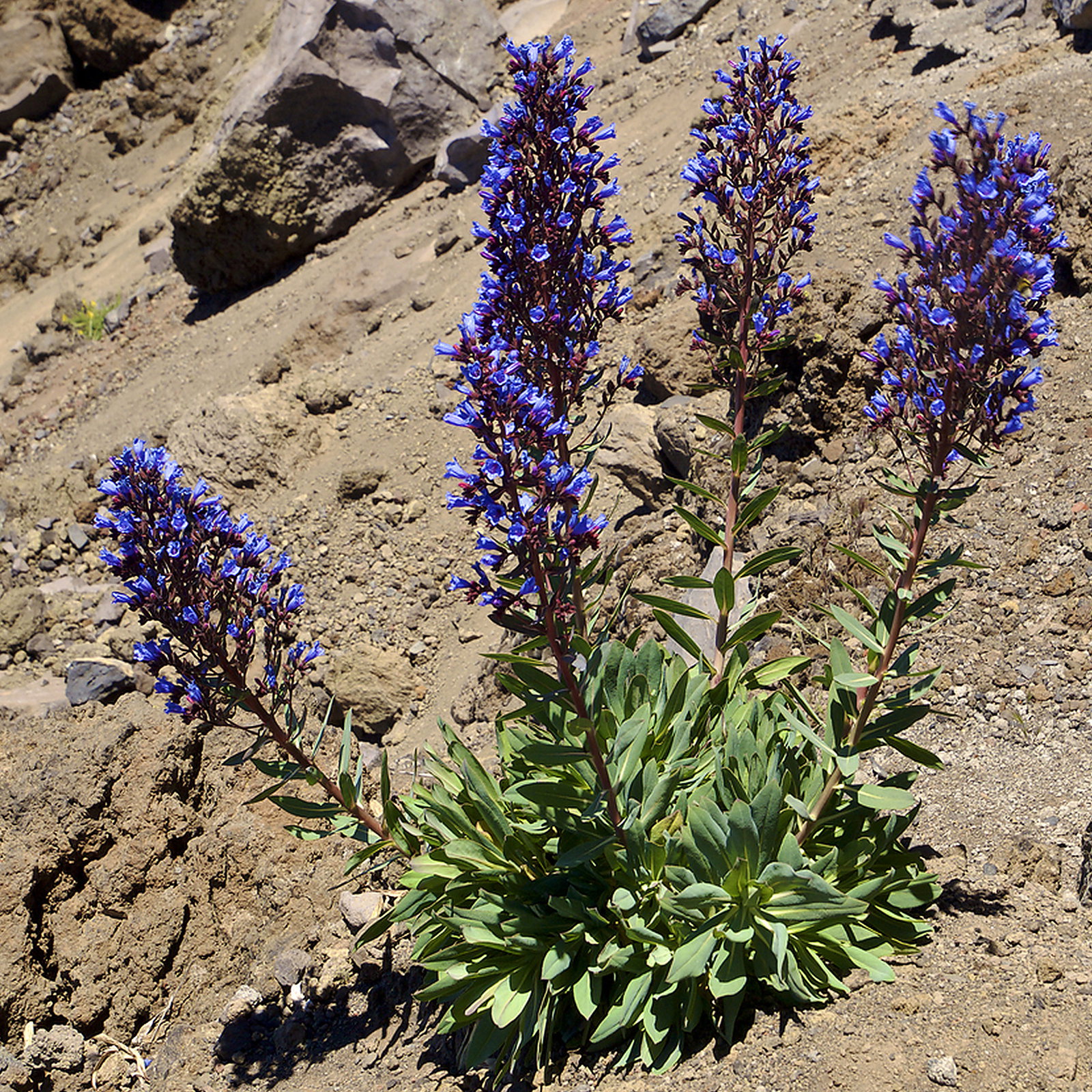 Echium Thyrsiflorum