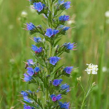 Echium Vulgare