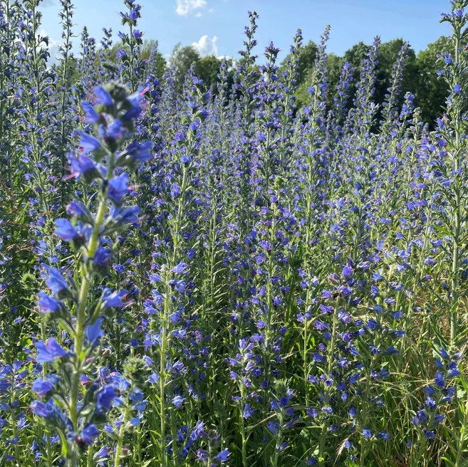 Echium Vulgare