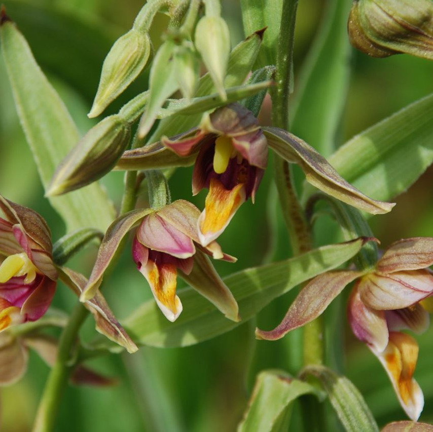 Epipactis Gigantea