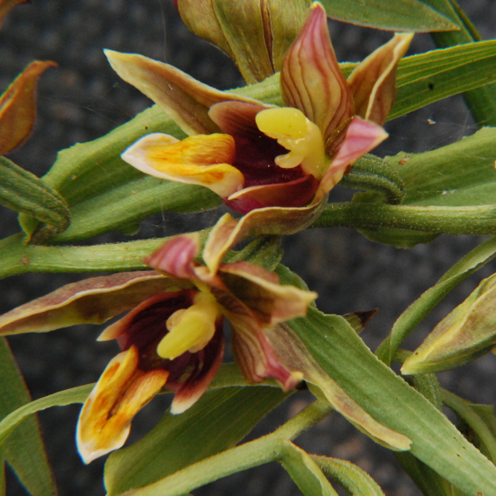 Epipactis Gigantea