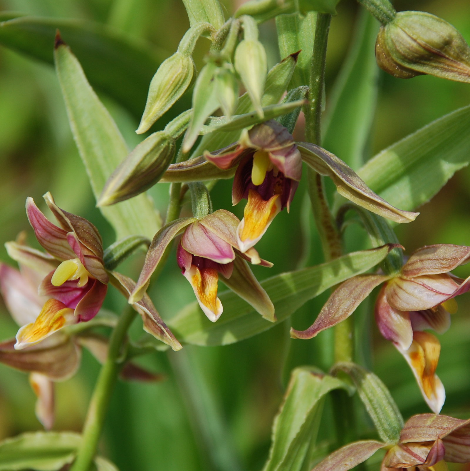 Epipactis Gigantea