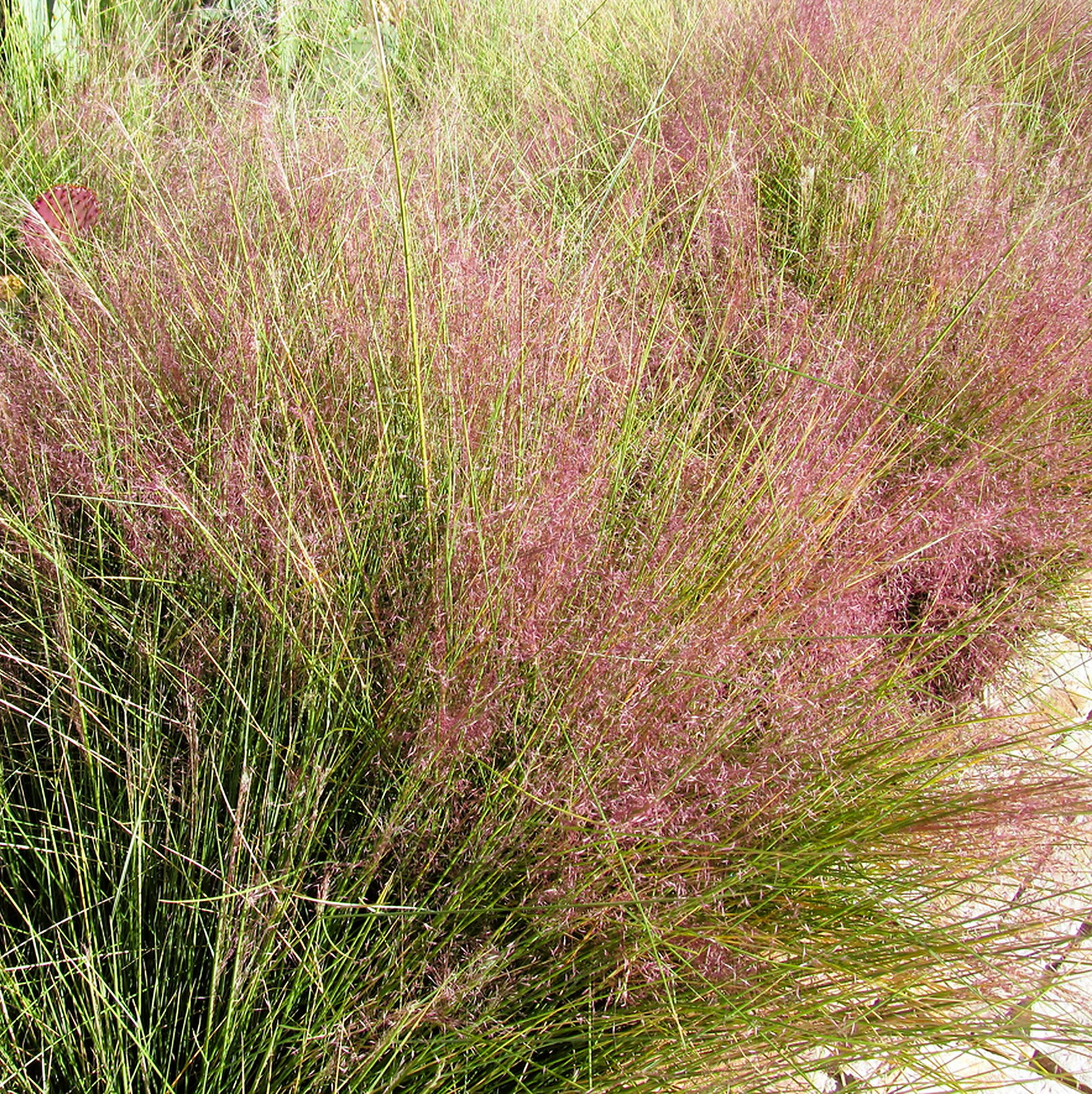 Eragrostis Trichoides