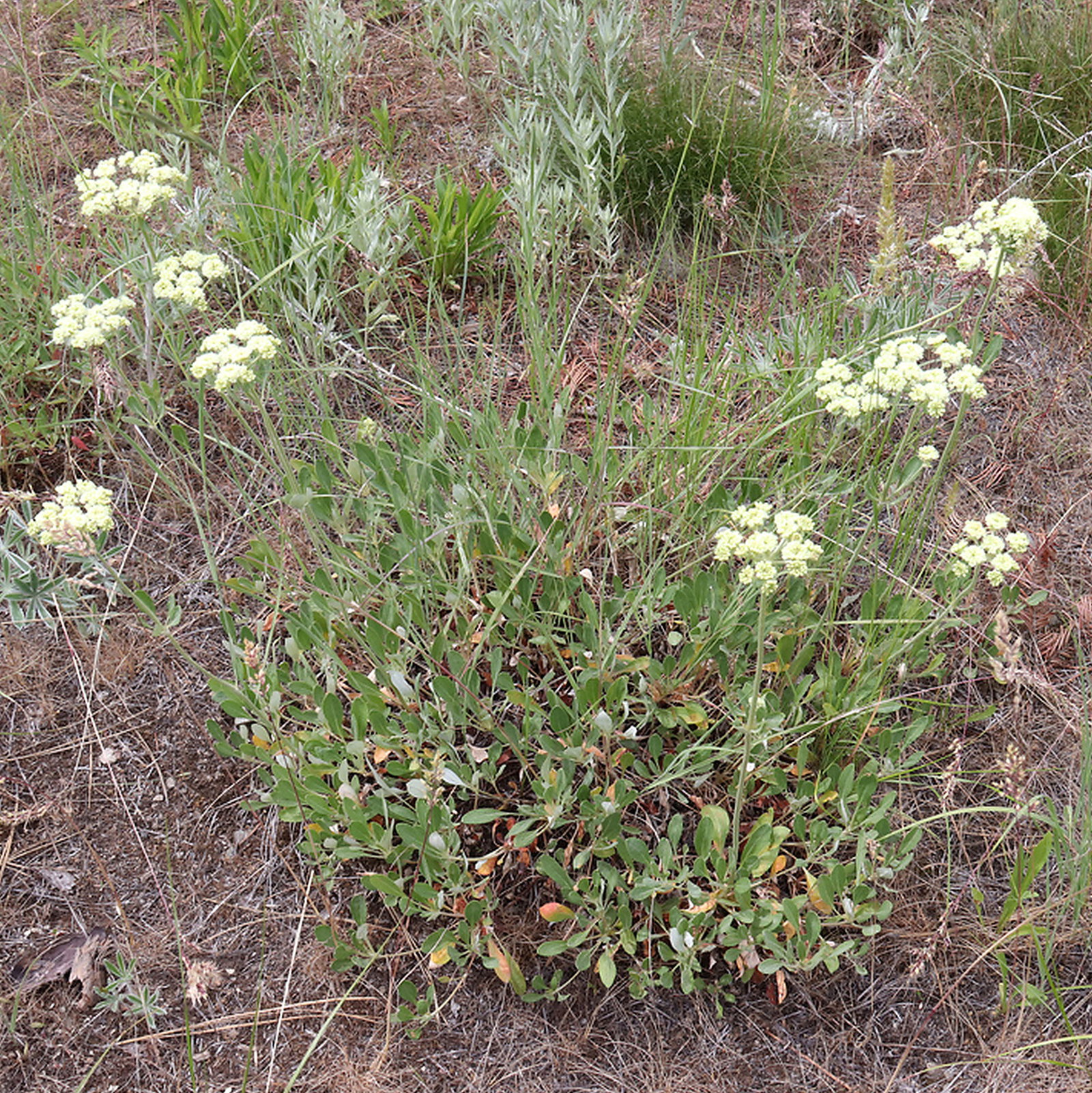 Eriogonum Heracleoides