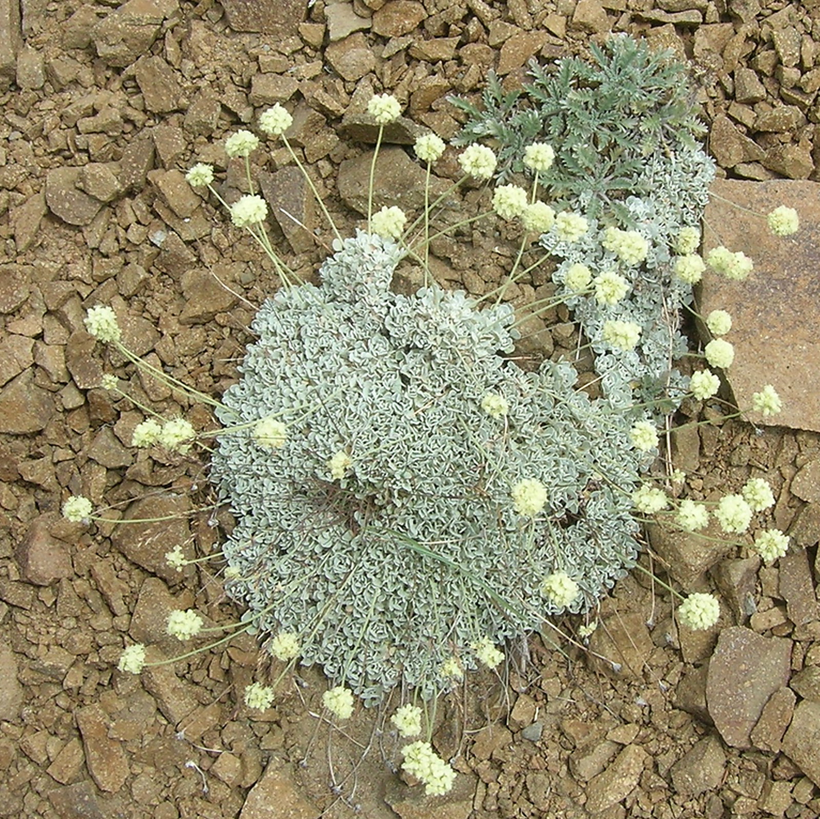 Eriogonum Ovalifolium Var. Nivale