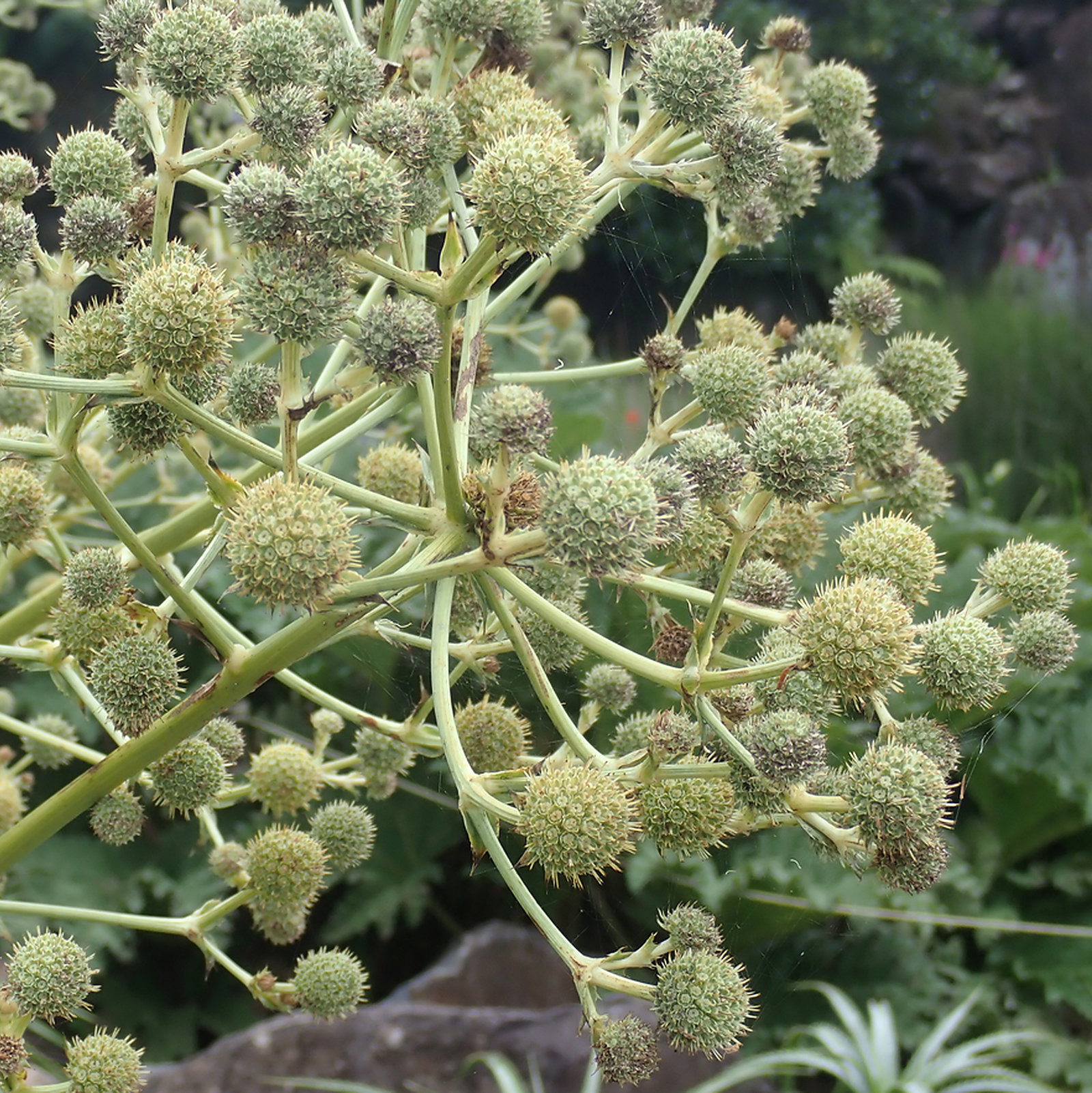 Eryngium Paniculatum