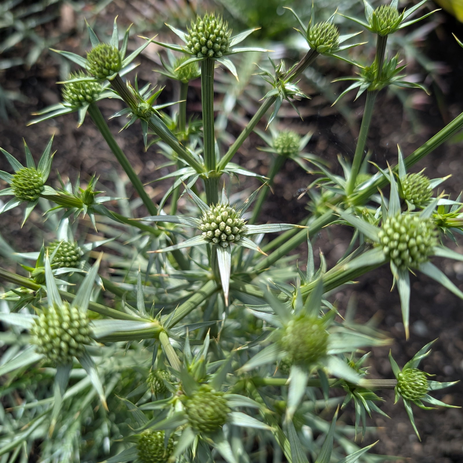 Eryngium Venustum