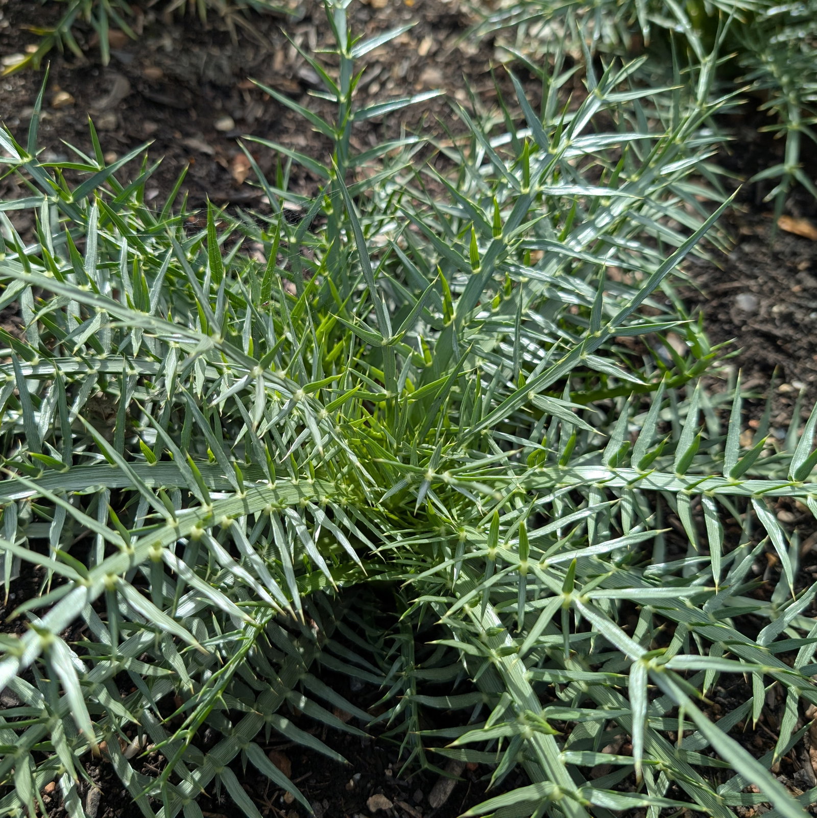 Eryngium Venustum