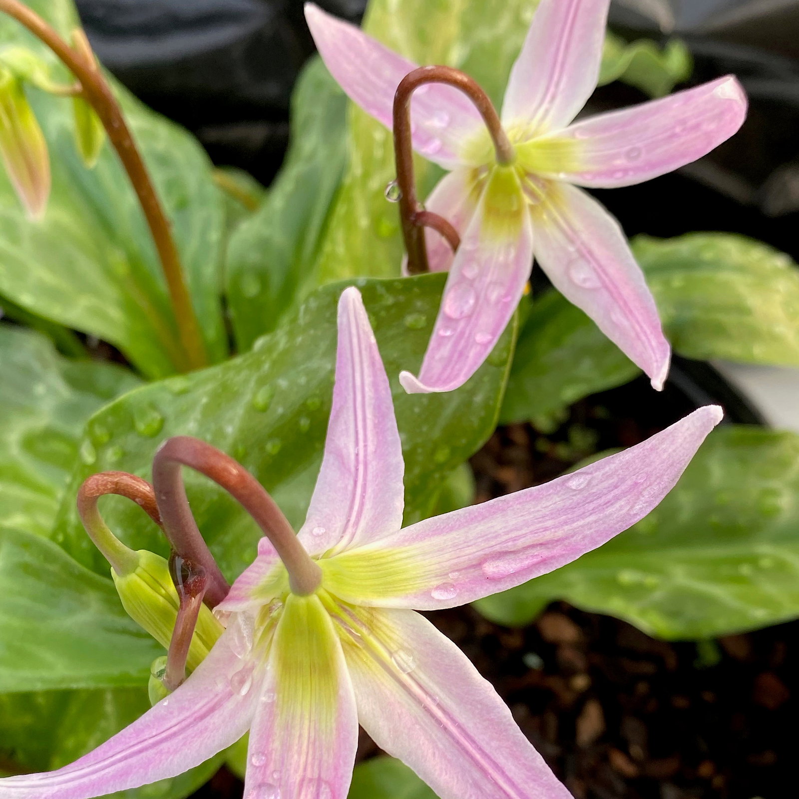 Erythronium Pale Pink Hybrids