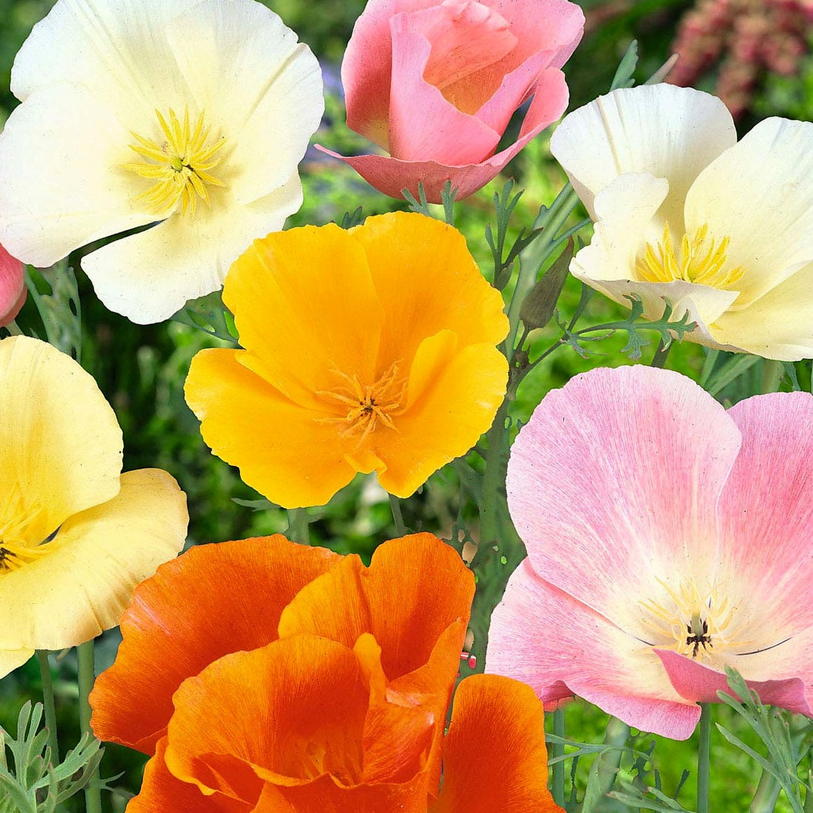 Eschscholzia Californica Mixed Colours