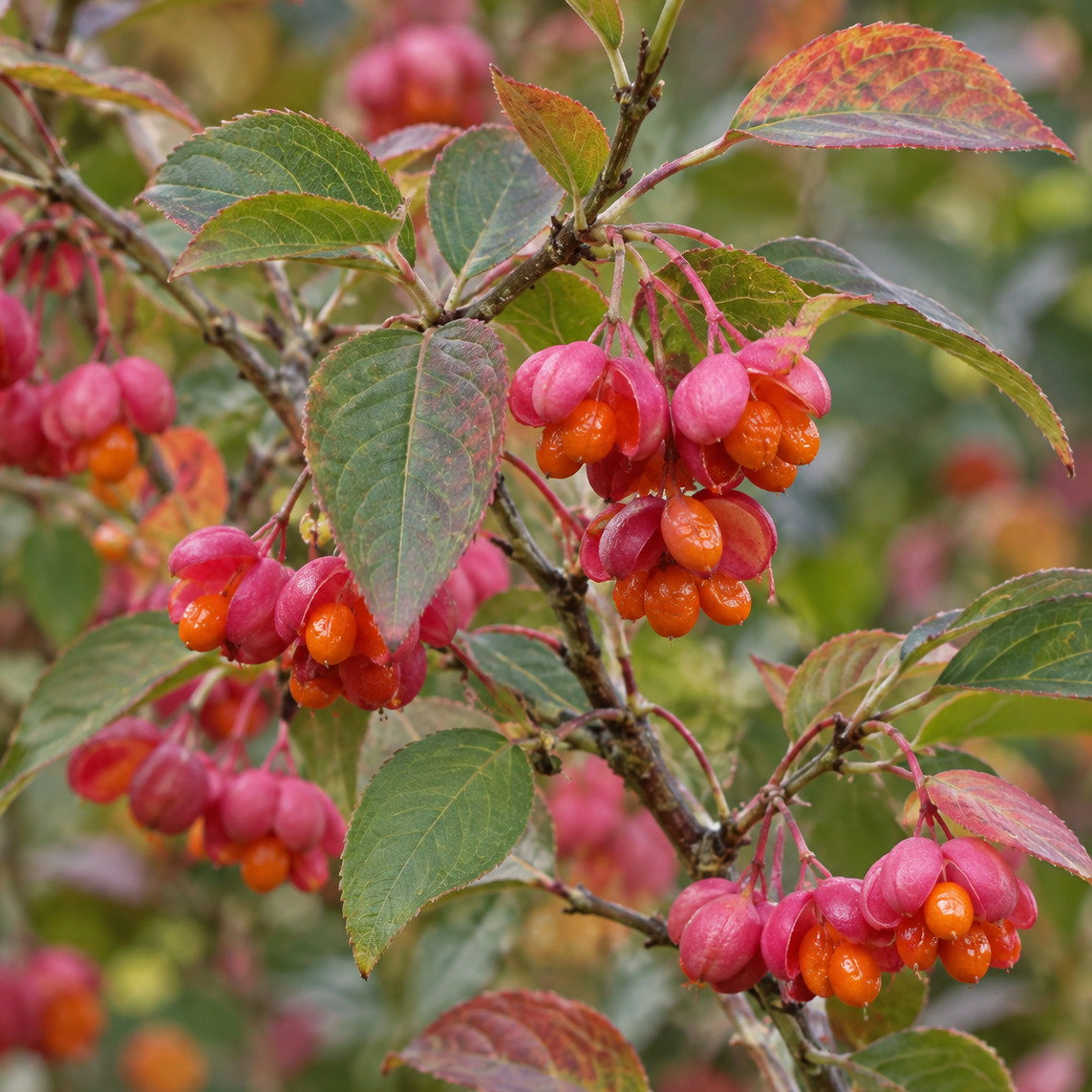 Euonymus Hillerei