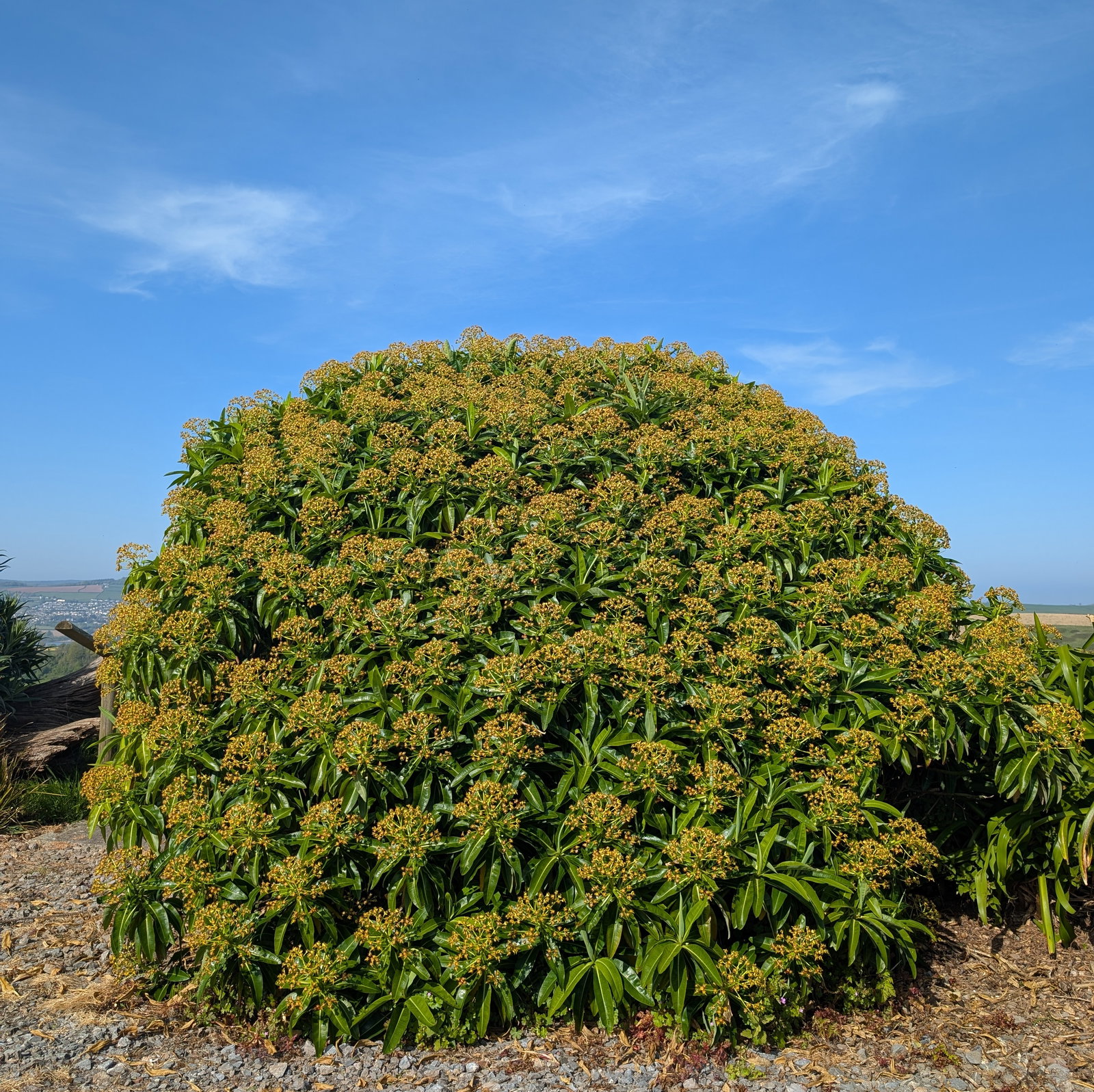 Euphorbia Mellifera