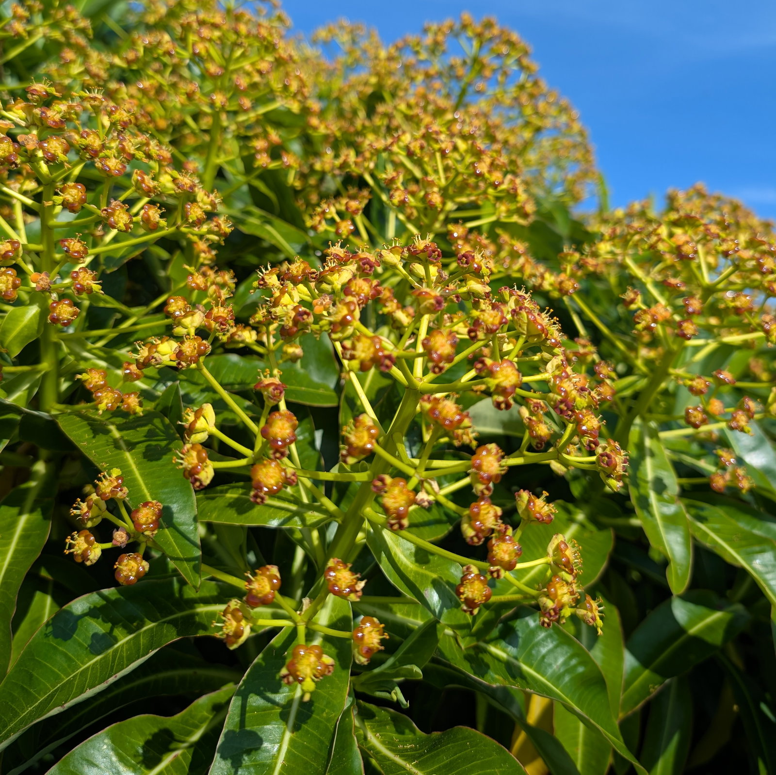 Euphorbia Mellifera